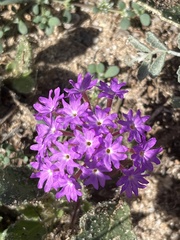 Abronia villosa