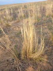 Stipa capillata