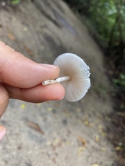 Physalacriaceae