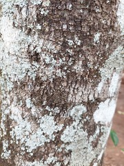 Chrysophyllum marginatum