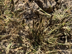 Sporobolus alopecuroides