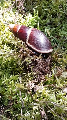 Placostylus ambagiosus ambagiosus, 2022-10-10