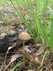 Panaeolus foenisecii