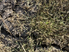 Sporobolus alopecuroides