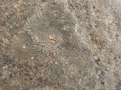 Placopsis perrugosa