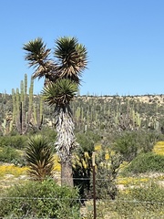 Yucca valida