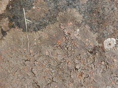 Placopsis perrugosa