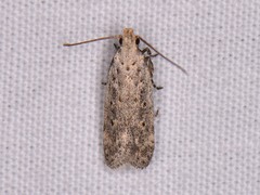 Gelechiini