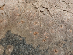 Placopsis perrugosa