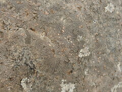 Placopsis perrugosa