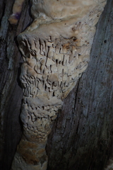 Subantrodia juniperina