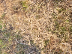 Ceratocarpus arenarius