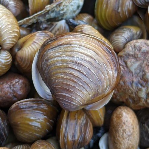 Asian Clam, photo 9 of 10