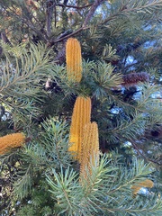 Banksia ericifolia
