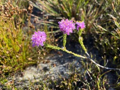 Lachnaea montana