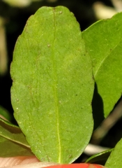 Phytomyza vomitoriae