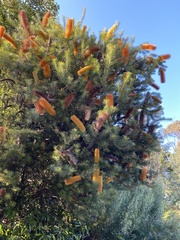 Banksia ericifolia