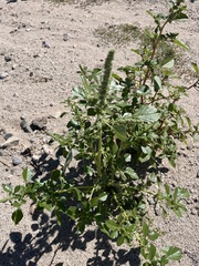 Amaranthus fimbriatus