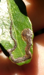 Phytomyza vomitoriae