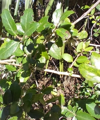 Phytomyza vomitoriae