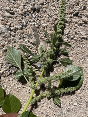Amaranthus fimbriatus