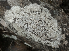 Pertusaria