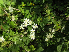 Clematis potaninii