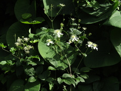 Clematis potaninii