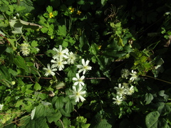 Clematis potaninii