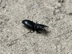 Scarites subterraneus