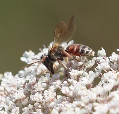 Andrena variabilis