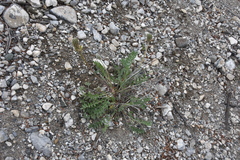 Oxytropis campestris