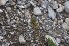 Oxytropis campestris