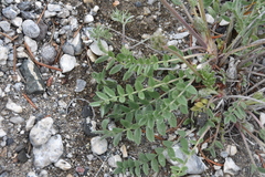 Oxytropis campestris