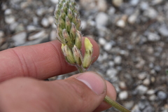 Oxytropis campestris