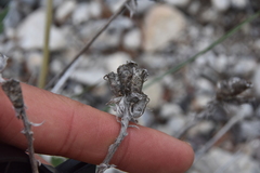 Oxytropis campestris
