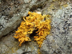 Teloschistes velifer