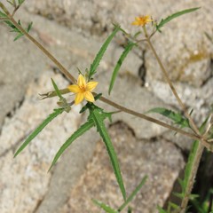 Mentzelia isolata