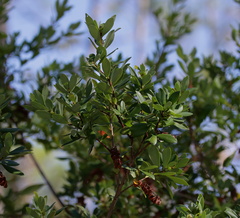 Cliftonia monophylla