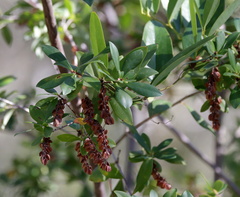 Cliftonia monophylla