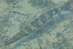 Sphyraena barracuda