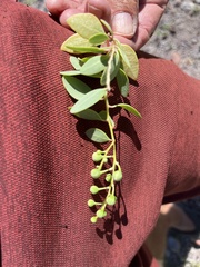 Stegnosperma halimifolium