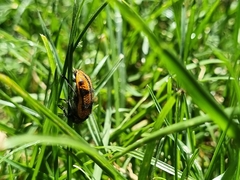 Astylus trifasciatus