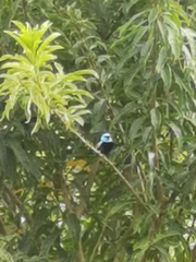 Stilpnia cyanicollis