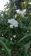 Plumeria pudica
