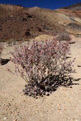 Eriogonum rupinum