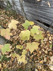 Ribes rubrum