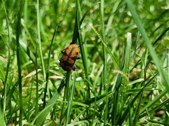 Astylus trifasciatus