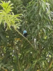 Stilpnia cyanicollis