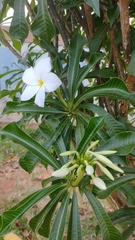 Plumeria pudica